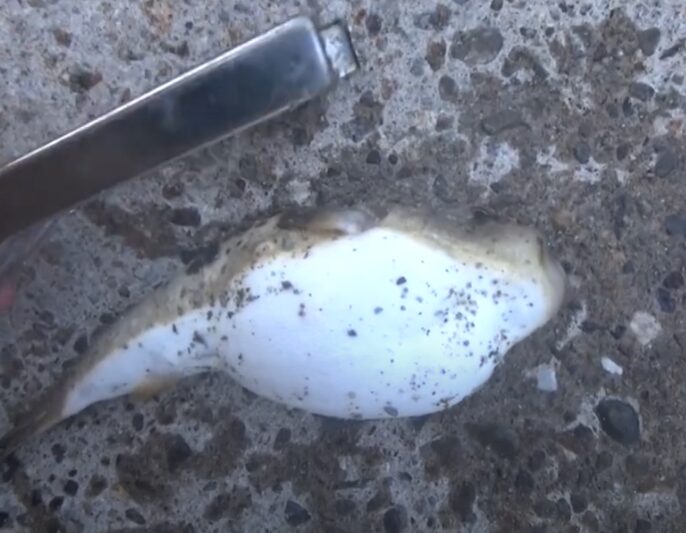 フグは全国どこでも釣れるのか？釣太郎