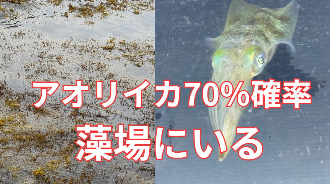 【驚愕の70%！】海藻エリアはアオリイカの楽園。釣太郎