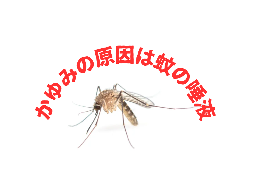 痒みの原因はアレルギー反応！蚊の「唾液」の驚くべき成分。釣太郎