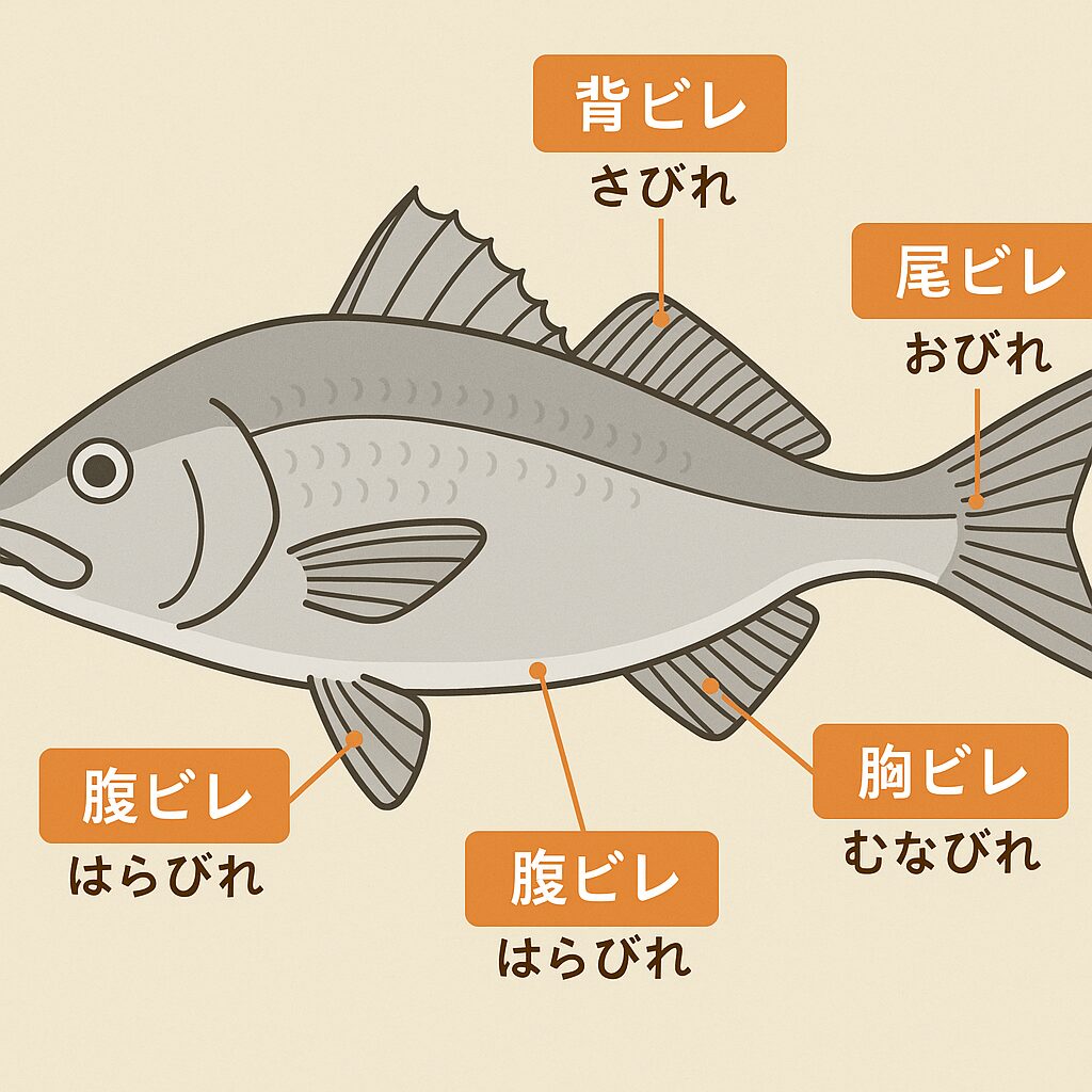 魚のヒレの役割説明。釣太郎