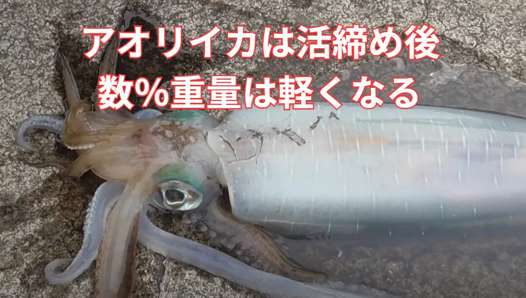 アオリイカは生きている時と、活締め数時間後では５％ほど重量が軽くなる。釣太郎