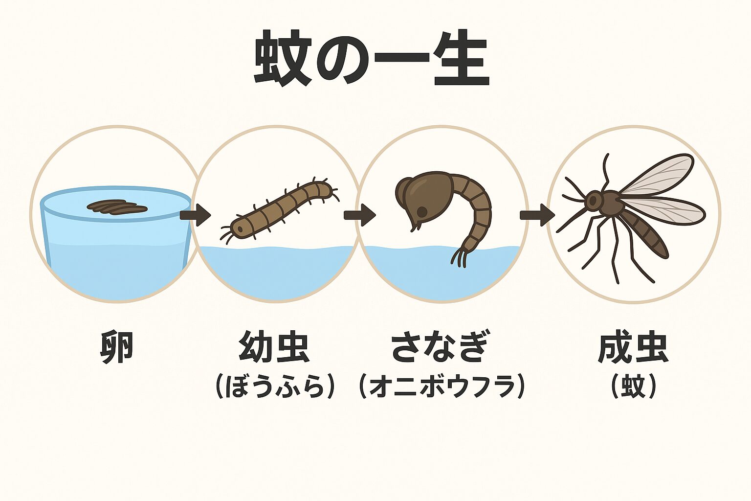 蚊の一生は「驚くほど短く」「驚くほど戦略的」.釣太郎