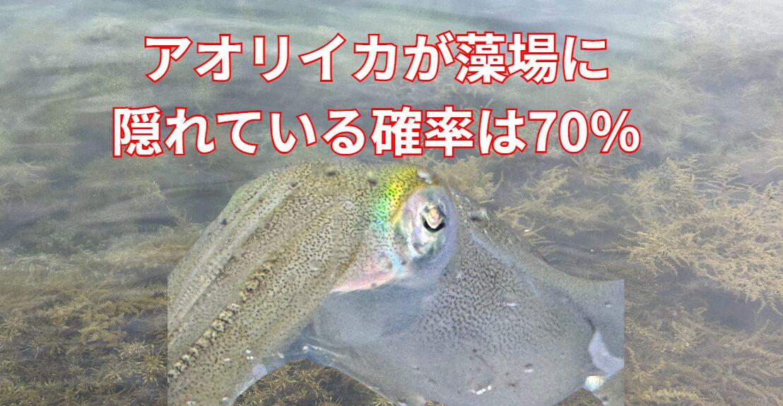 アオリイカが藻場に隠れている確率は70％と言われる。釣太郎