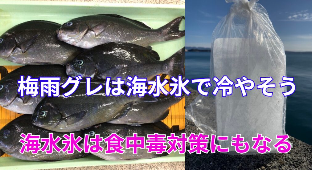 梅雨グレの美味しさを最大限引き出すなら“海水氷”一択！釣太郎