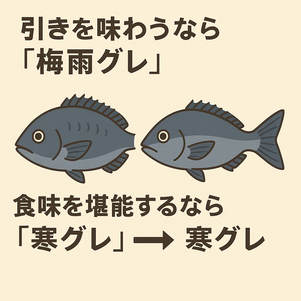 グレ釣り究極の選択!引きを味わうなら「梅雨グレ」、食味を堪能するなら「寒グレ」。釣太郎