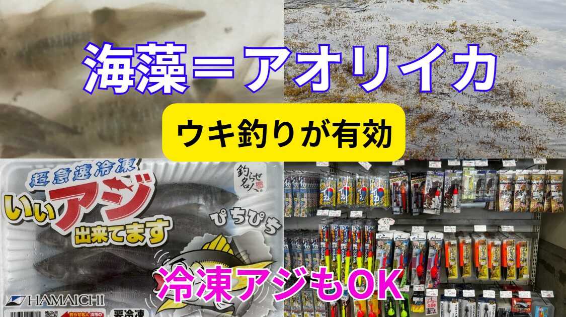 藻場はアオリイカの巣窟。ウキ釣りで攻めよう。釣太郎