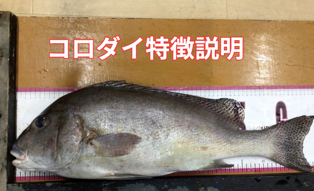 コロダイ特徴説明。釣太郎
