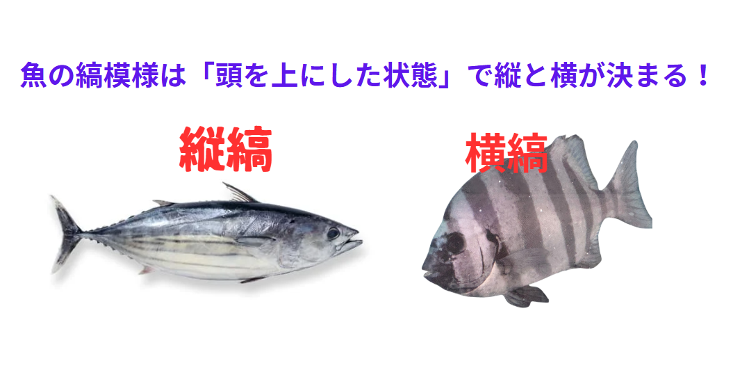 魚の縞模様は「頭を上にした状態」で縦と横が決まる！釣太郎