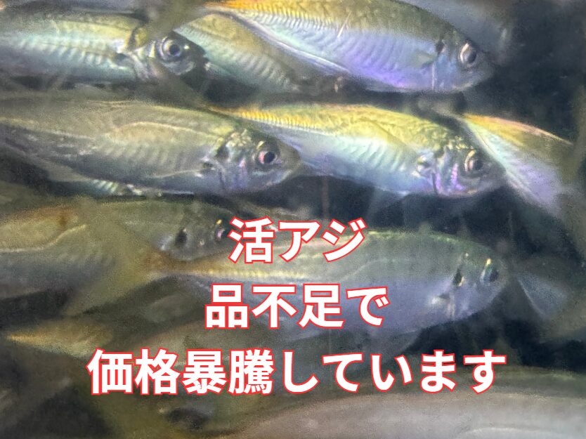 アオリイカ釣り用エサ活アジ、品不足で価格高騰しています。釣太郎