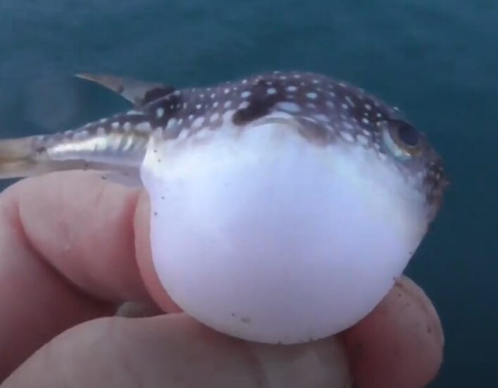 フグが丸くなる理由説明。釣太郎