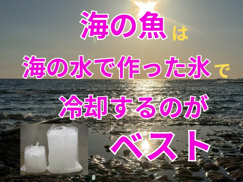 海の魚は海の水を凍らせた氷(海水氷)で冷却するのがベスト。釣太郎