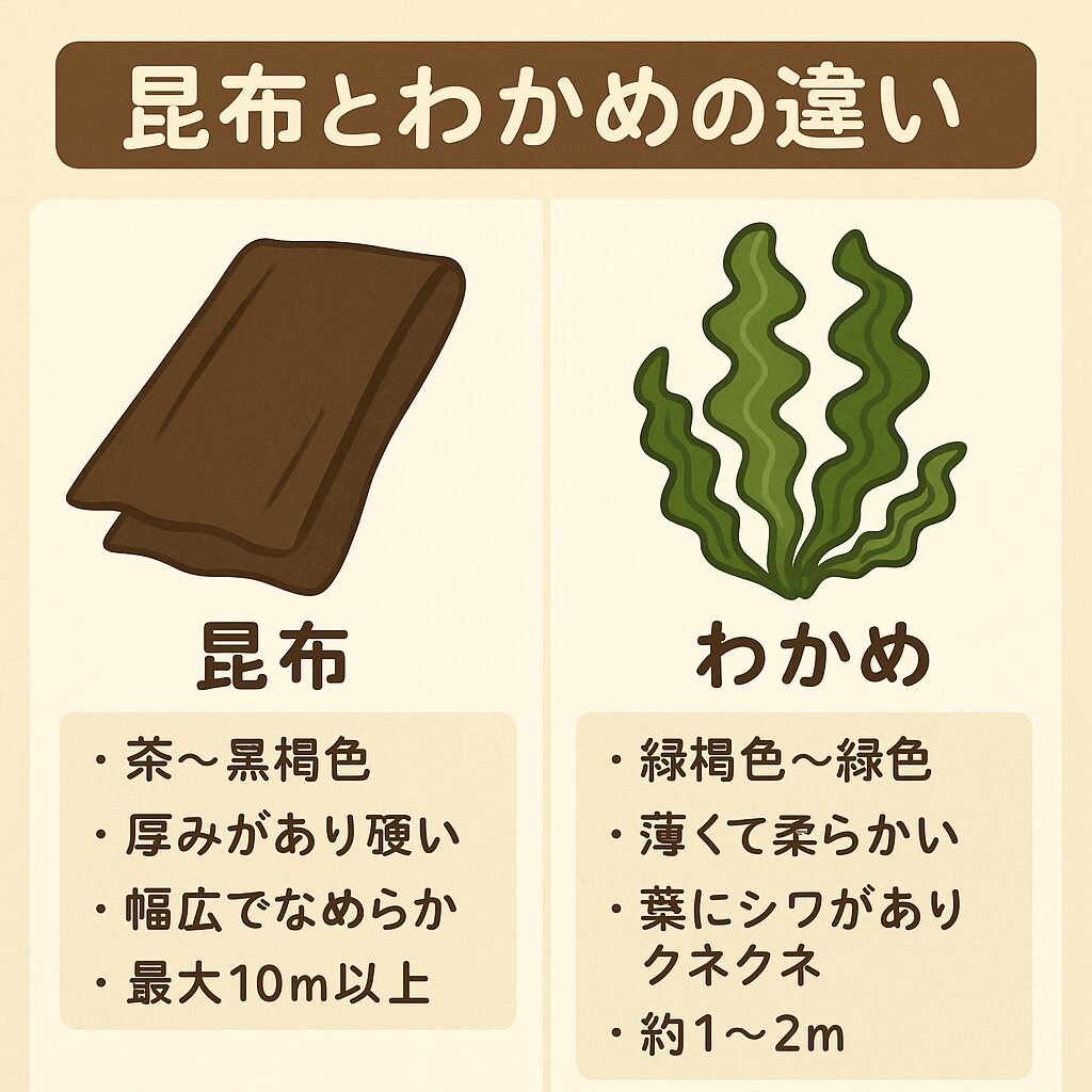 ワカメと昆布の違い説明。釣太郎