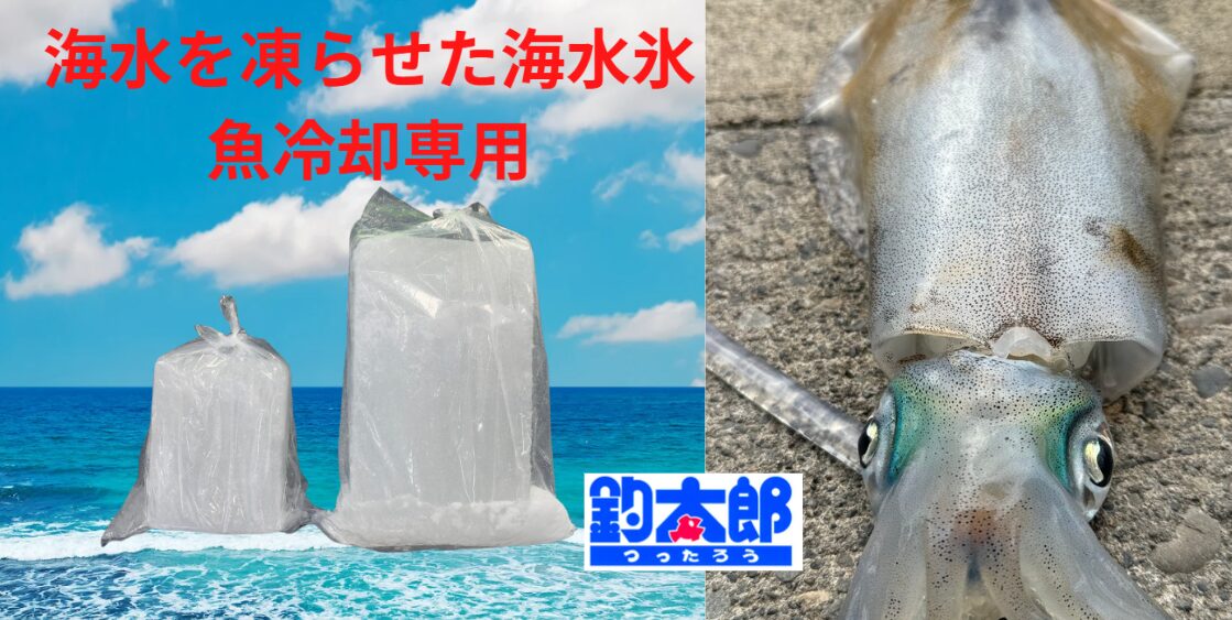 アオリイカ、鮮度を保つなら“海水氷”がおすすめです！釣太郎