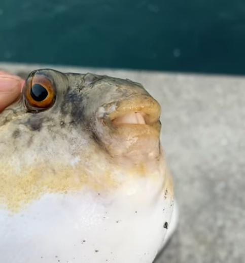 フグの歯はなぜあんなに硬く鋭いのか?針を一瞬で噛み切る驚異の構造。釣太郎