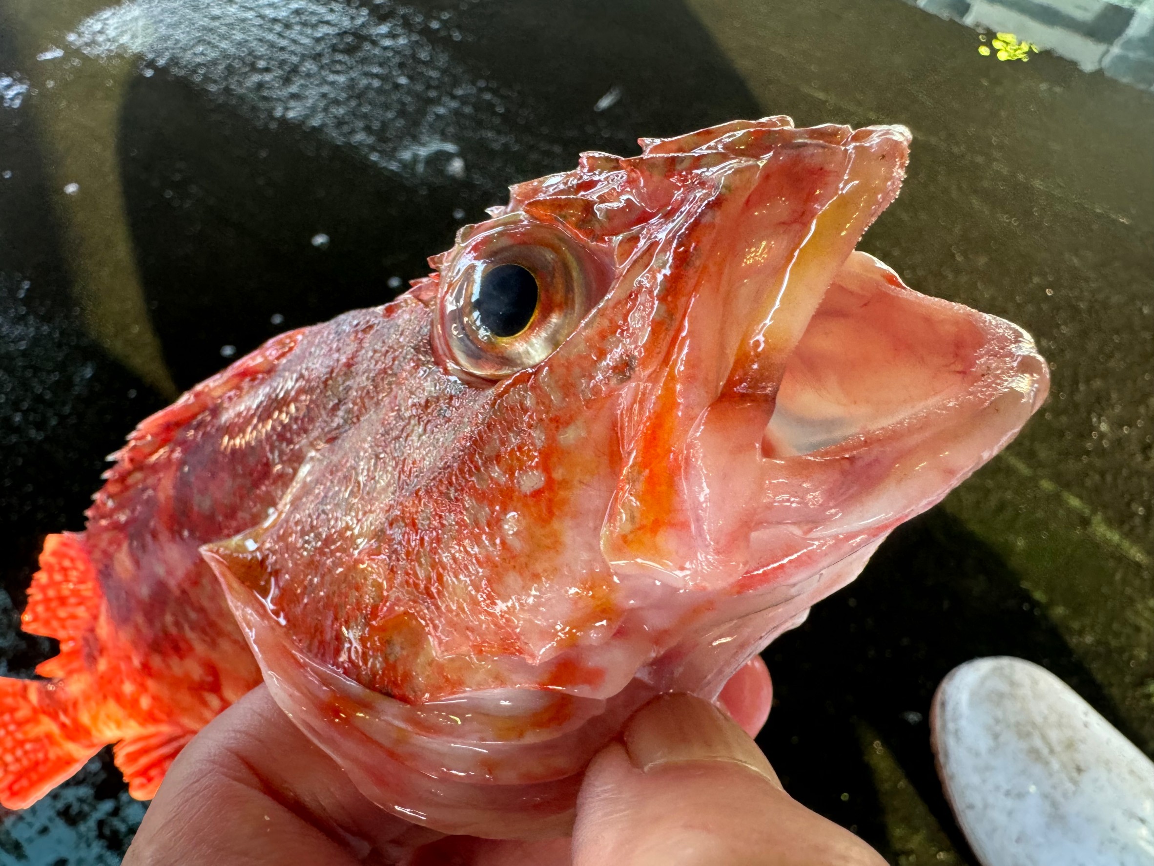 【要注意】カサゴ（ガシラ）釣りで指先を負傷する人が多発！釣太郎