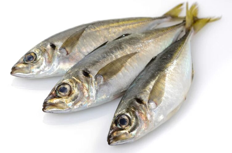 20cmの真アジを塩焼きにして食べる場合、最もおいしいのは釣ってから翌日です。釣太郎