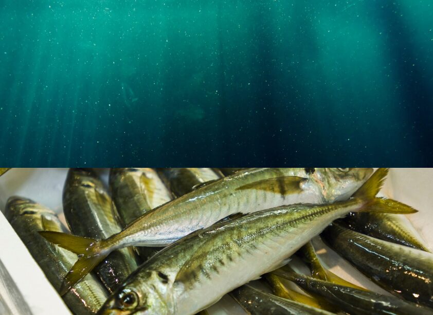 今シーズンはアジが深場に移動して、網が届かないのが不漁の原因の一つ。釣太郎