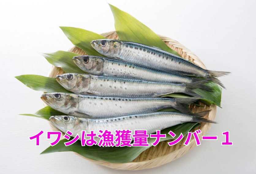 日本近海で最も多い魚は、**マイワシ（真鰯）**です。釣太郎