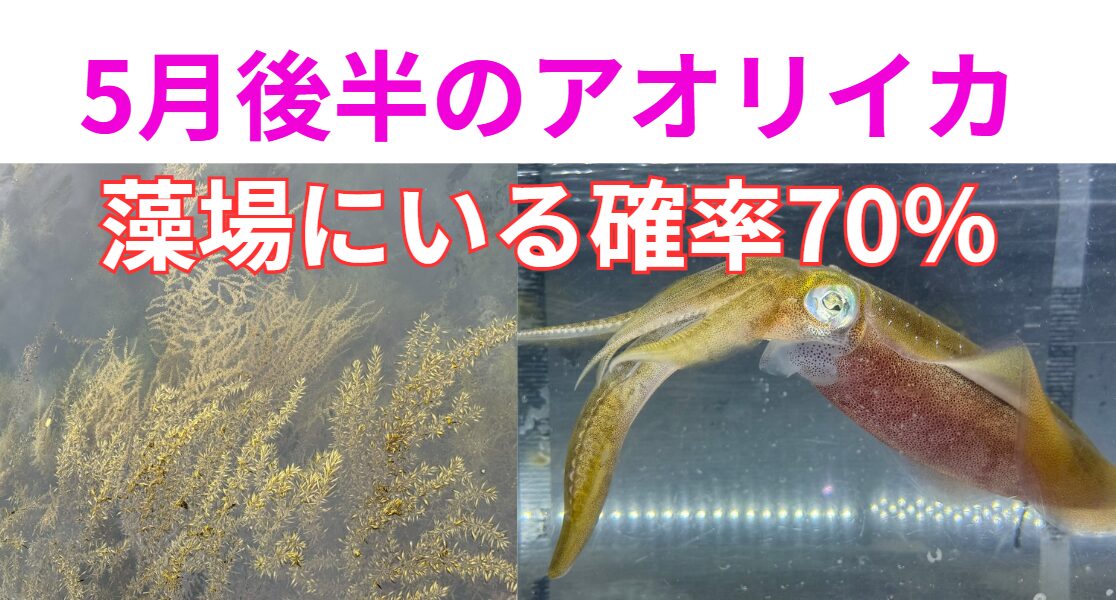 5月後半のアオリイカは藻場にいる確率70％。釣太郎