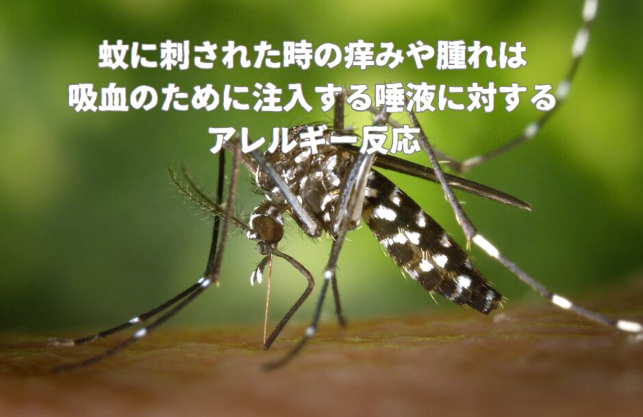 蚊に刺された時の「痒み」や「腫れ」は、蚊が吸血のために注入する唾液に対する私たちのアレルギー反応。釣太郎