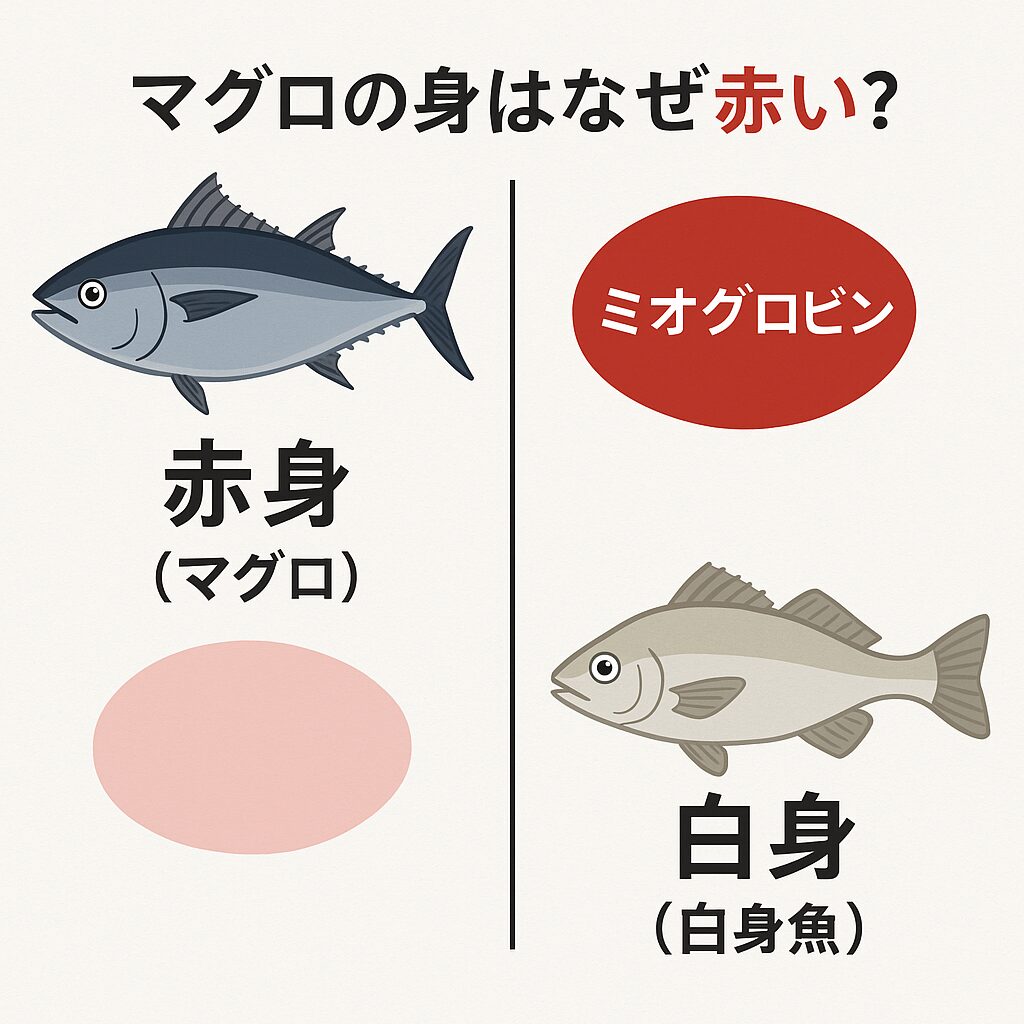 マグロの身が赤いのは、筋肉中にミオグロビンという赤色のたんぱく質が非常に多く含まれているから。釣太郎