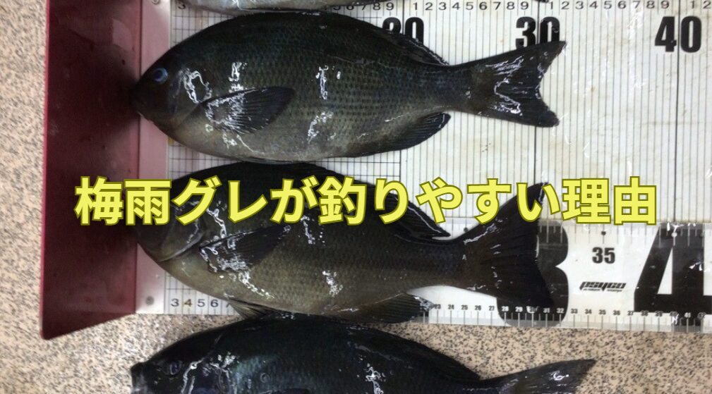 梅雨グレが釣りやすい理由。釣太郎