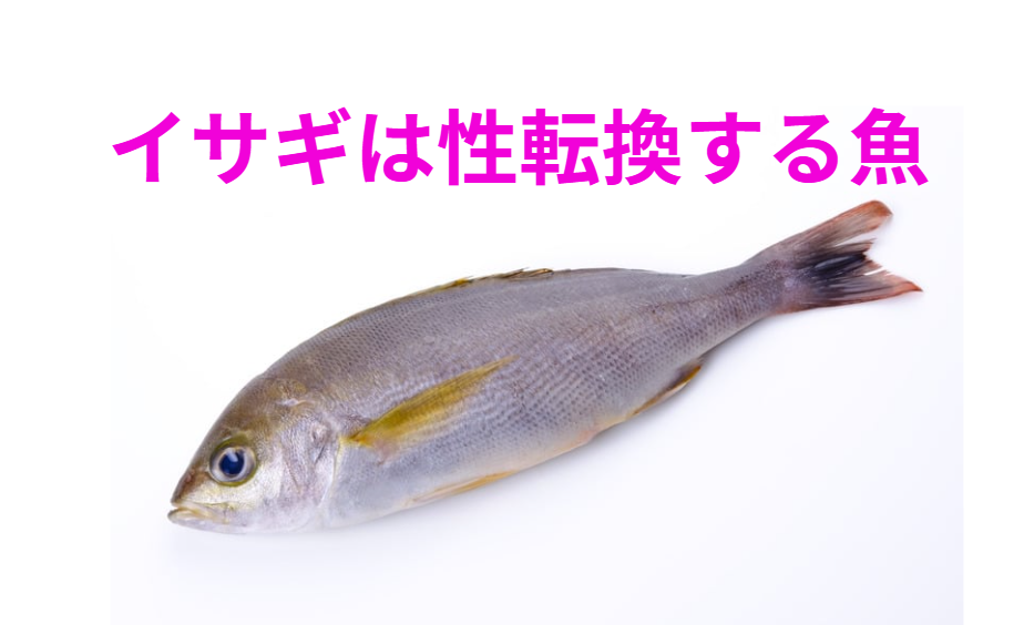 イサギは「雌性先熟型性転換魚」釣太郎