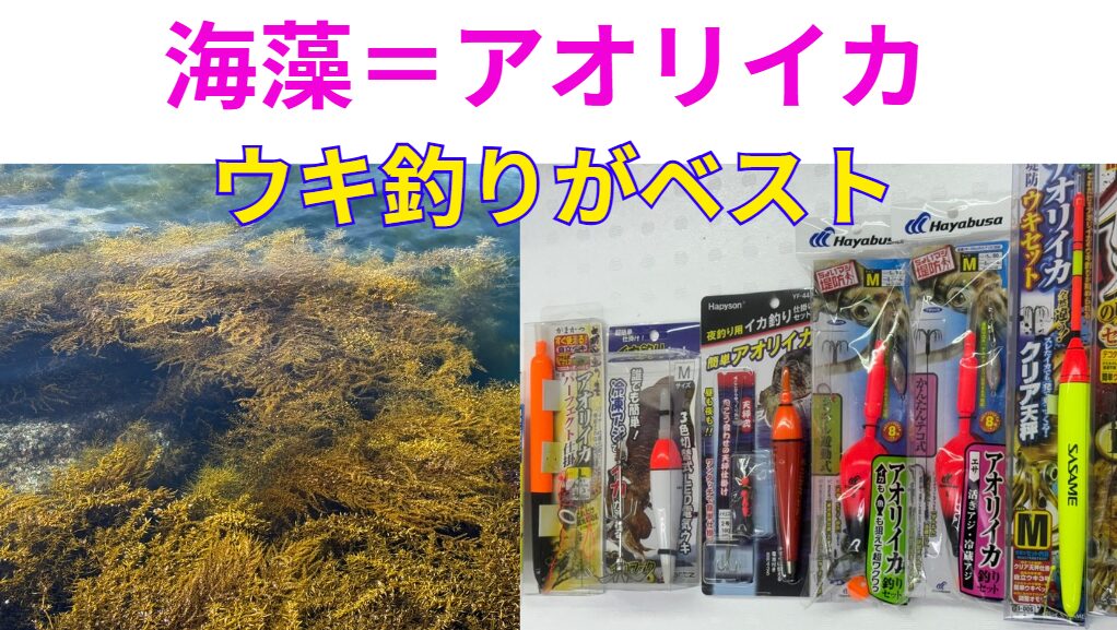 初夏は海藻=アオリイカ。藻場は狙いどころ。釣太郎
