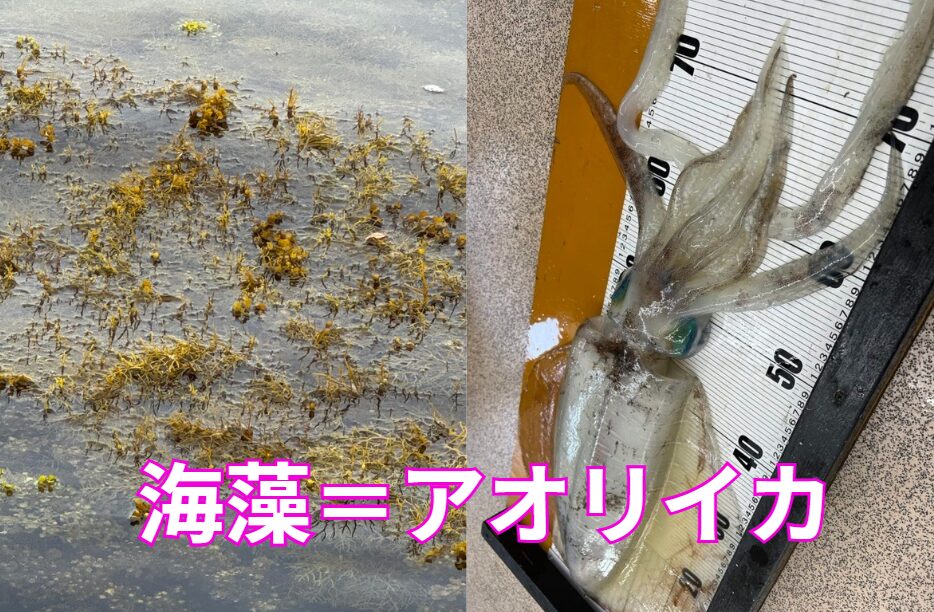 アオリイカは海藻が生い茂っているところは、産卵だけでなく好むことが多いため、潜んでいる確率は高い。釣太郎