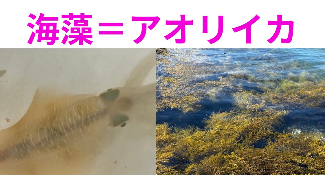 アオリイカは藻場に潜んでいる確率が高い。釣太郎