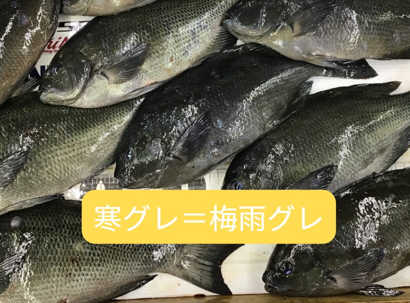 梅雨グレと寒グレは基本的に同じ種類の個体です。釣太郎