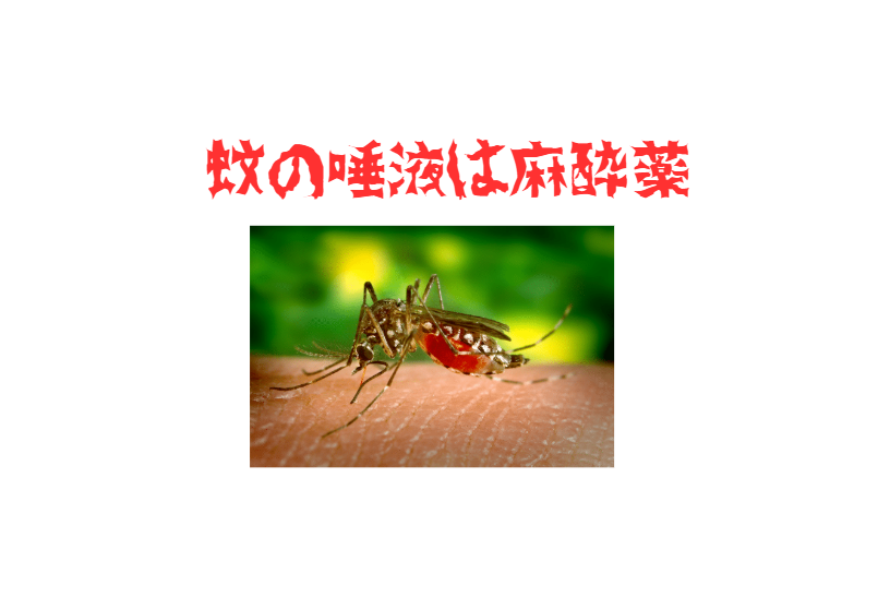 蚊の唾液は麻酔薬。釣太郎