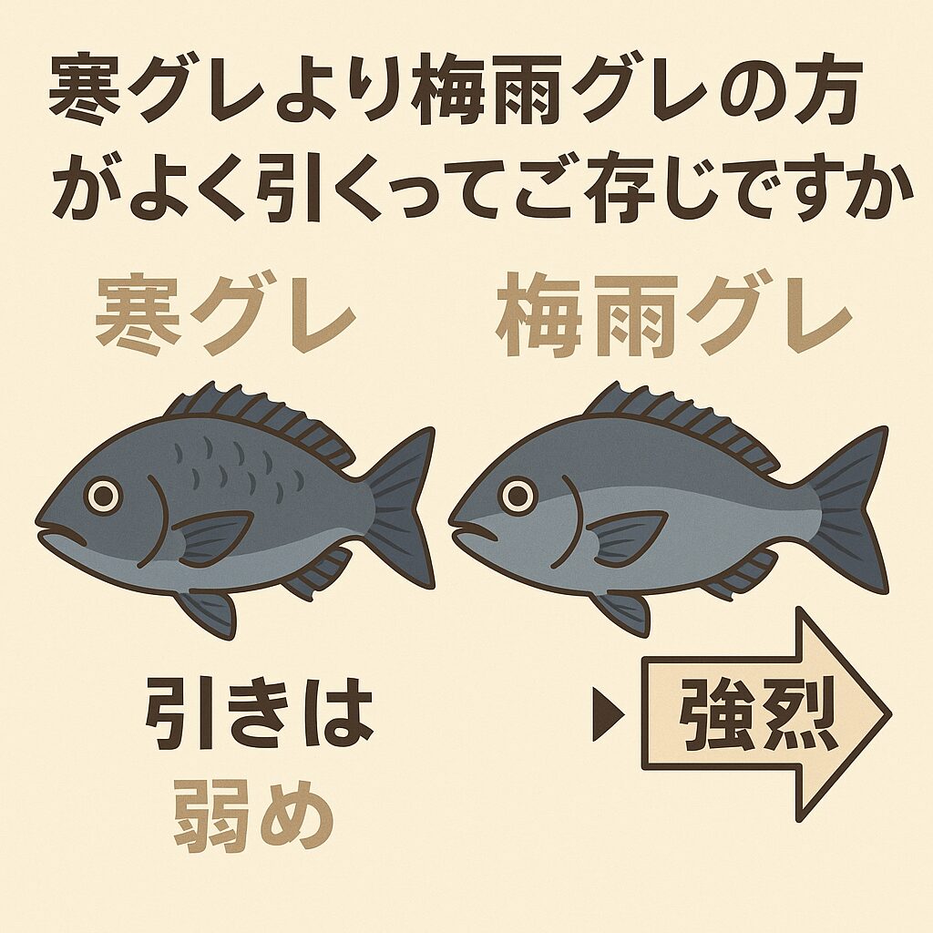 寒グレは「味」、梅雨グレは「引き」で楽しもう！釣太郎