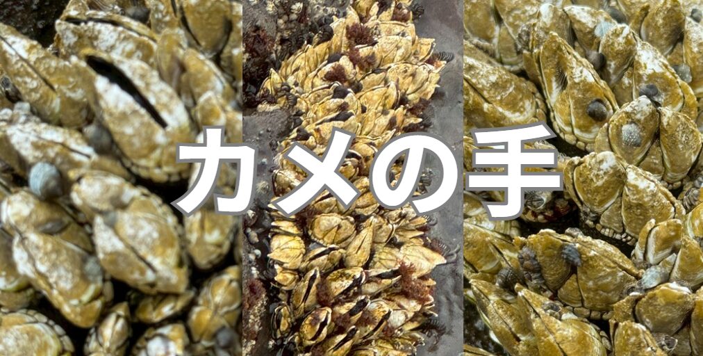 カメノテは食べられる海産物で、しかも味はエビやカニに匹敵するほど絶品。釣太郎