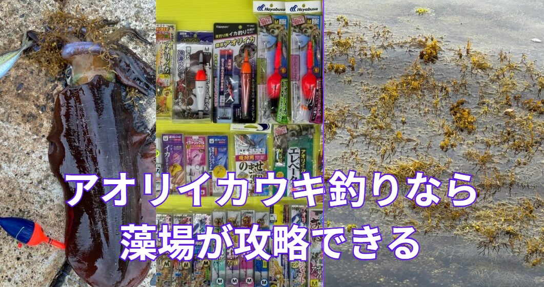 藻場攻略！難攻不落の海藻ジャングルで70%越えのアオリイカを獲る秘策【活きアジ不在時は冷凍アジで！】釣太郎