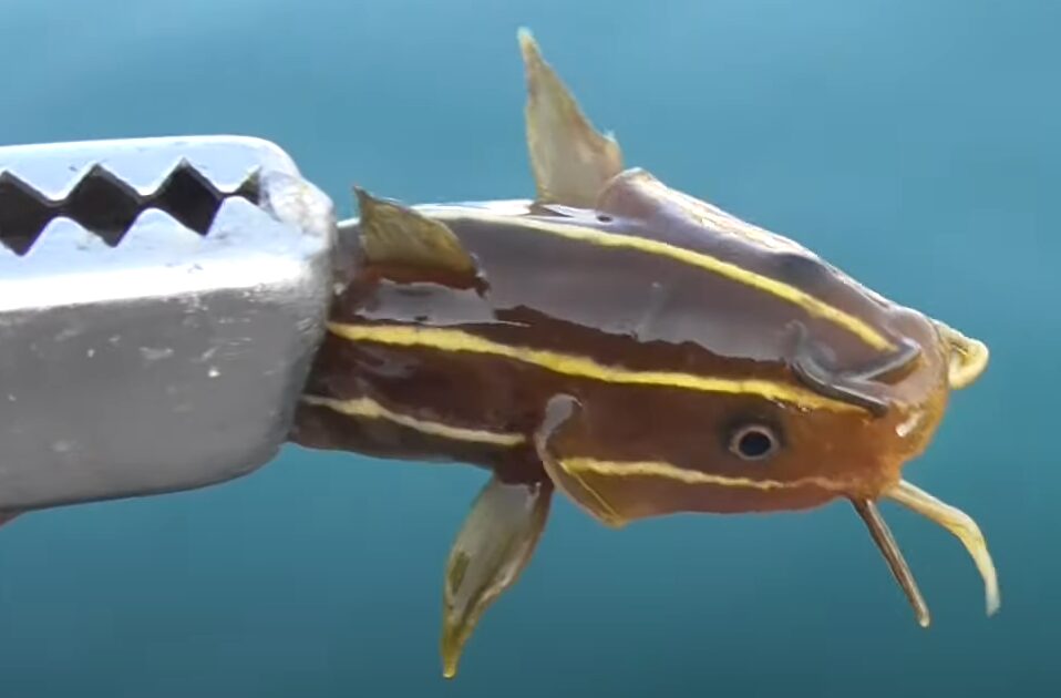 嫌われ者のゴンズイこそ、知る人ぞ知る「美味魚」釣太郎