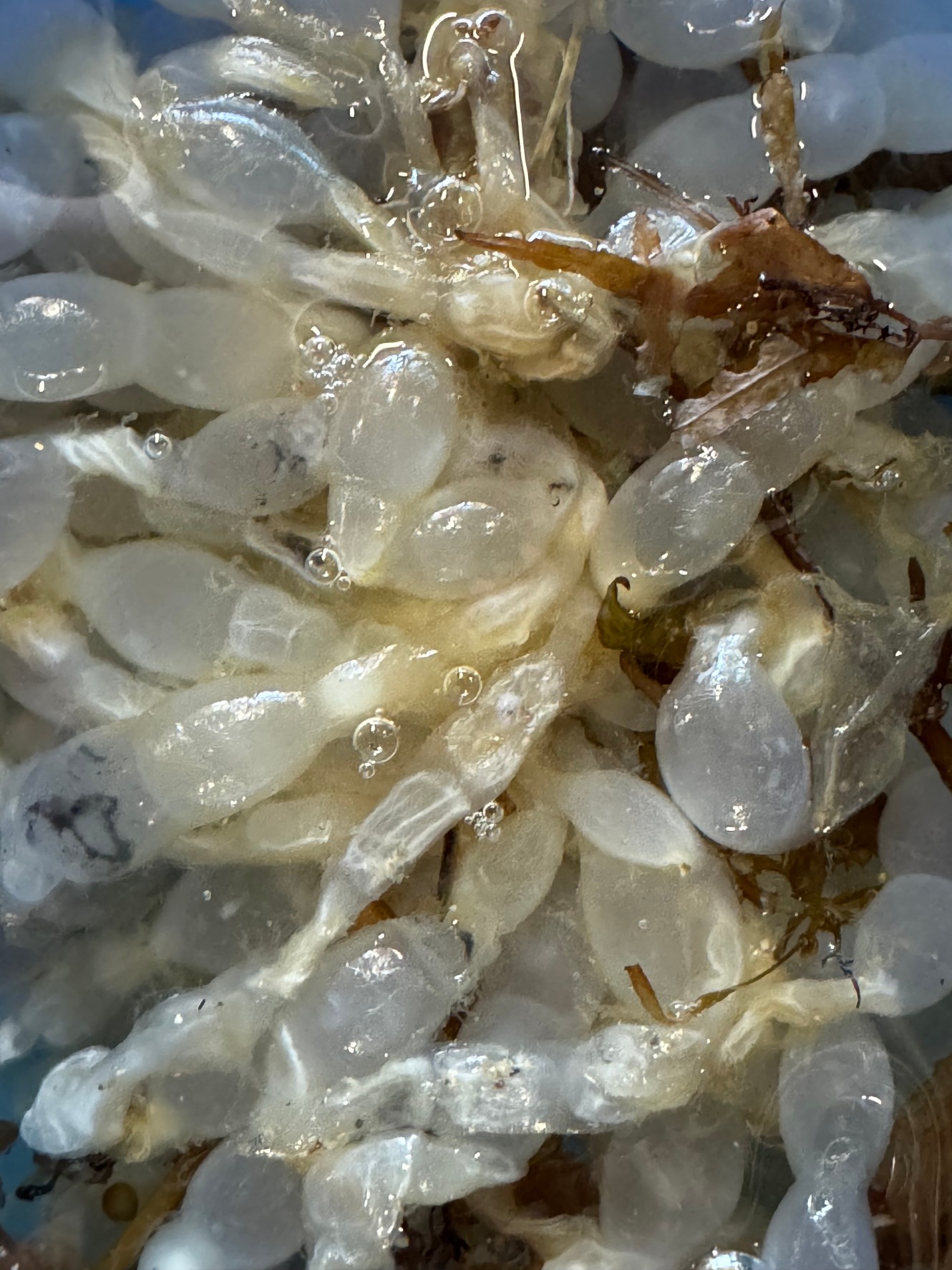 アオリイカ、5月に産卵する個体は、この広範囲な温帯域における全産卵個体の約40〜50％を占める。釣太郎