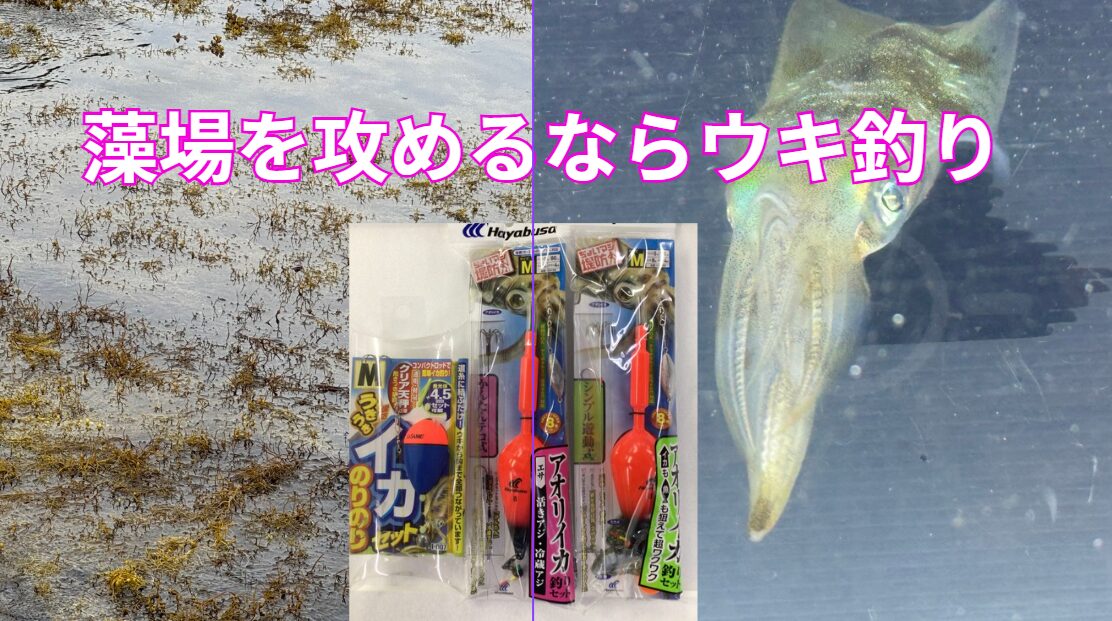 海藻=アオリイカ=ウキ釣り=冷凍アジ。釣太郎