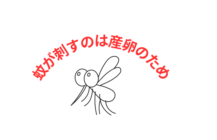 蚊が刺すのは産卵のため。釣太郎