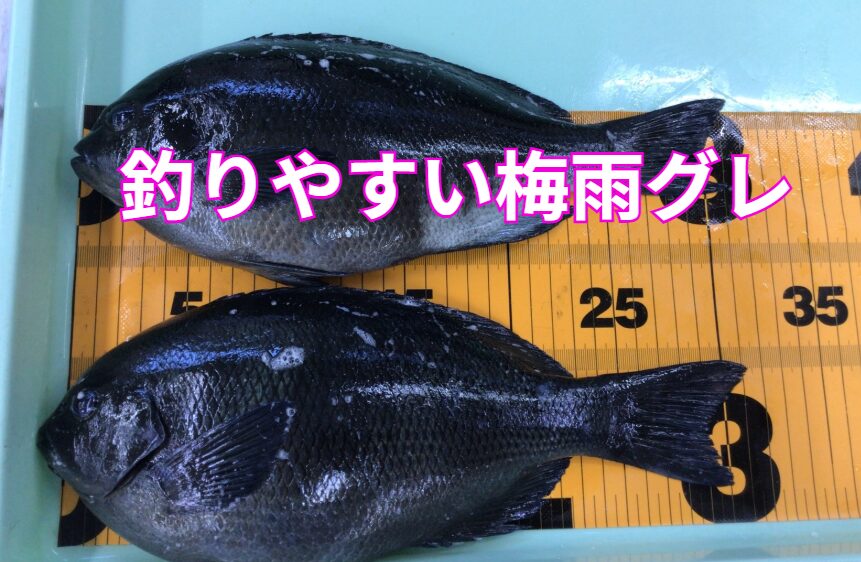 梅雨グレは寒グレに比べて活性が高く、初心者でも釣りやすいターゲット。釣太郎