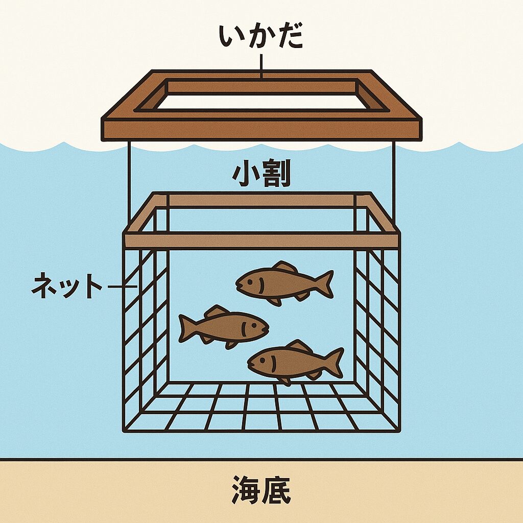 養殖ってどうやってるの?「小割(こわり)」って何?【海上養殖の基本をわかりやすく解説】釣太郎