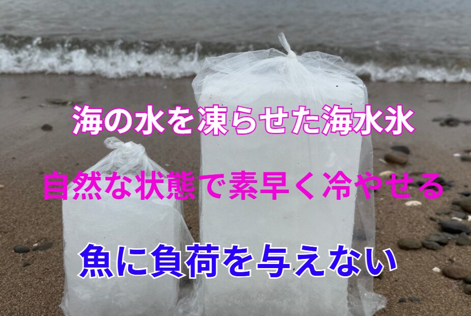 海水氷ではドリップ（旨味の流出）を最小限に抑えつつ、しっかり締めることができます。釣太郎