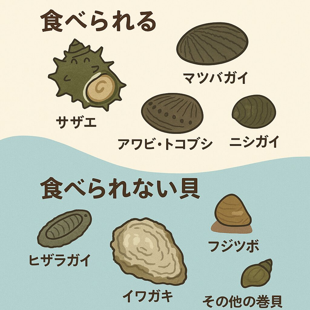 潮だまり(タイドプール)で見られる貝の中には、「食べられるもの」と「食べられないもの」。釣太郎