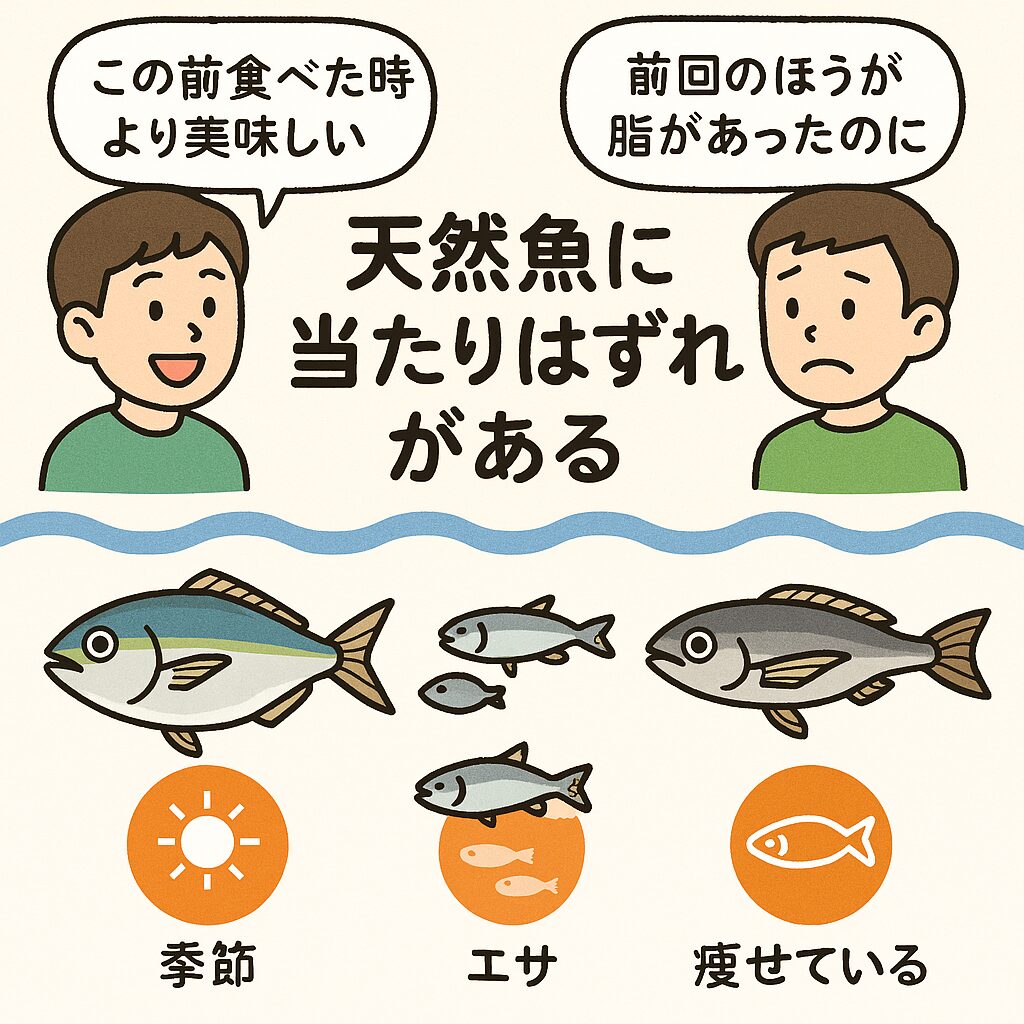天然魚「当たり魚」と「はずれ魚」の違いの説明。釣太郎