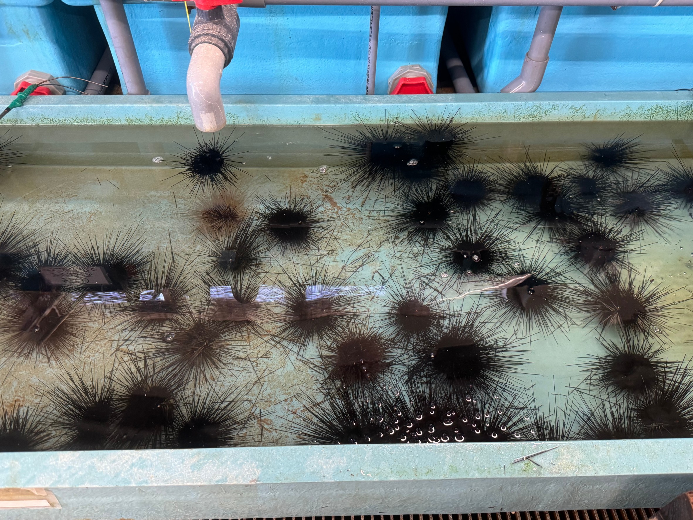 ガンガゼウニあります。底モノ魚釣り餌。釣太郎