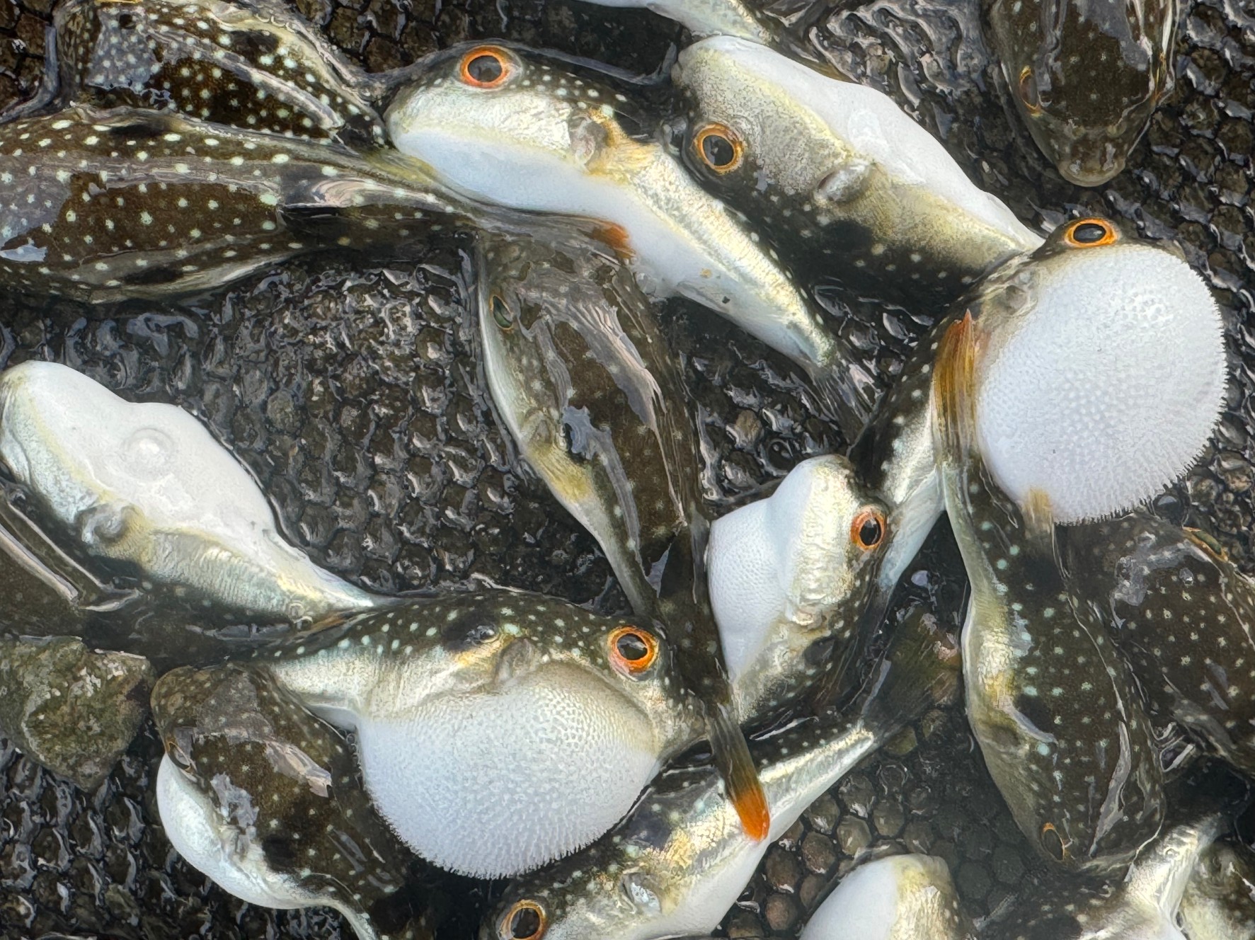 南紀ではフグが突出して多い。いつでもどこでも誰でもよく釣れる。この理由説明。釣太郎