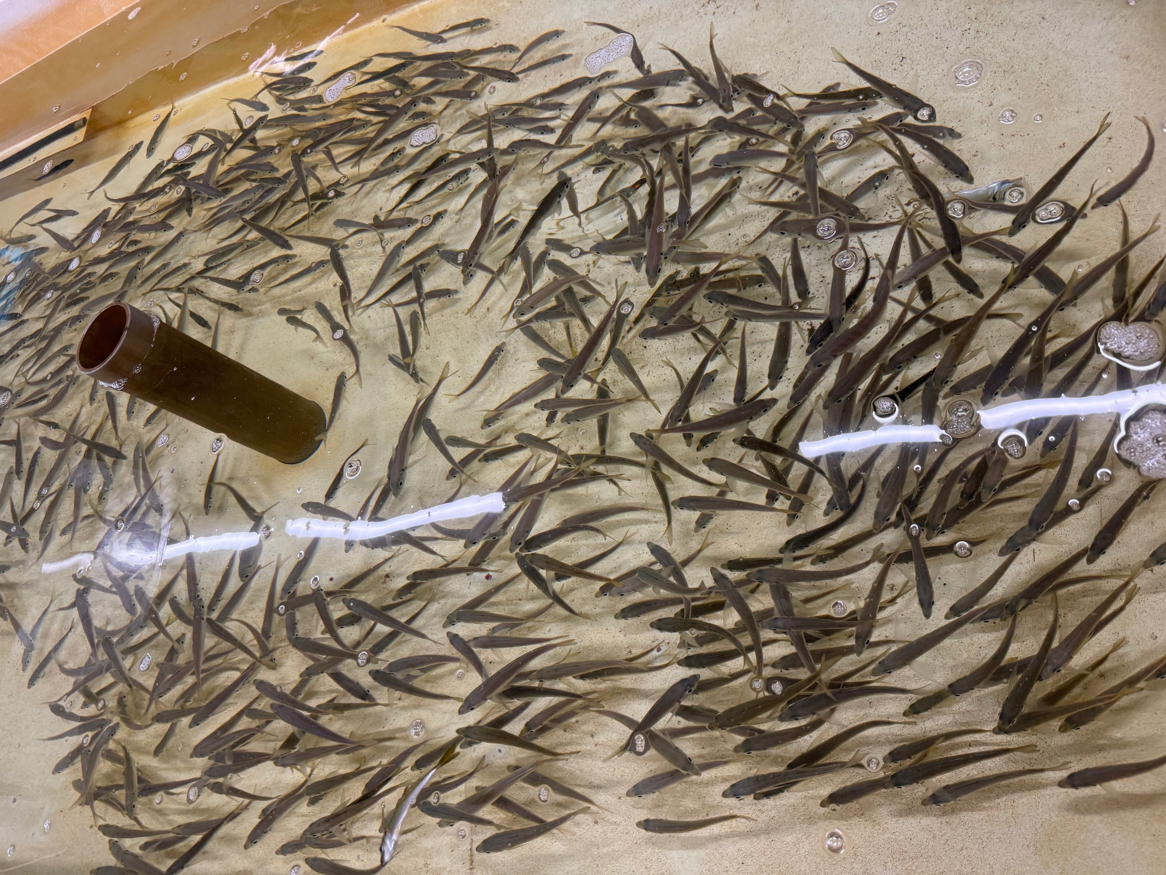 アオリイカ釣りエサの活けアジには、現在抗生物質が投与されているため、念のため食べないでください。釣太郎