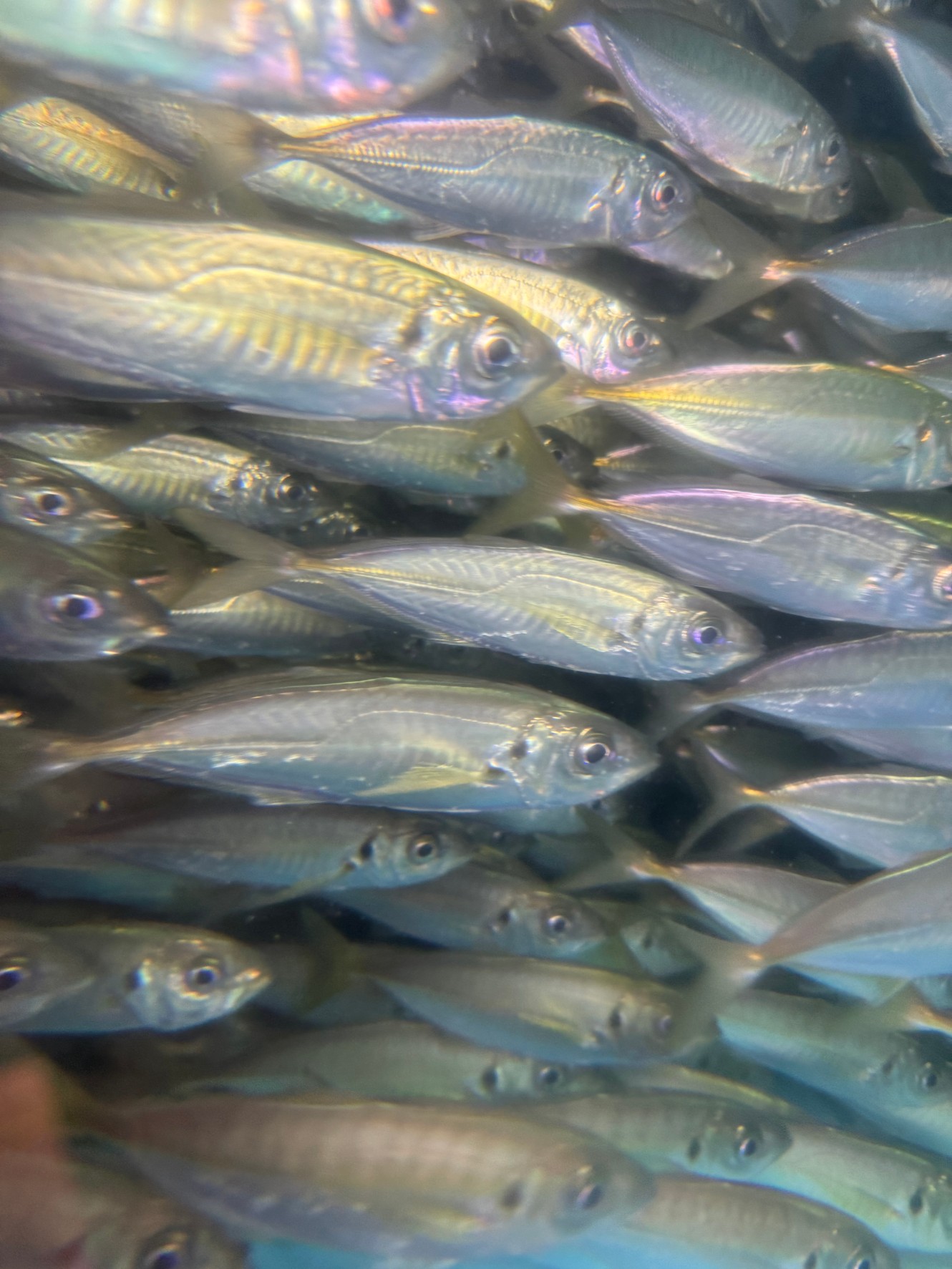 活アジあります。1匹275円(税込)。サイズは20センチ強。釣太郎