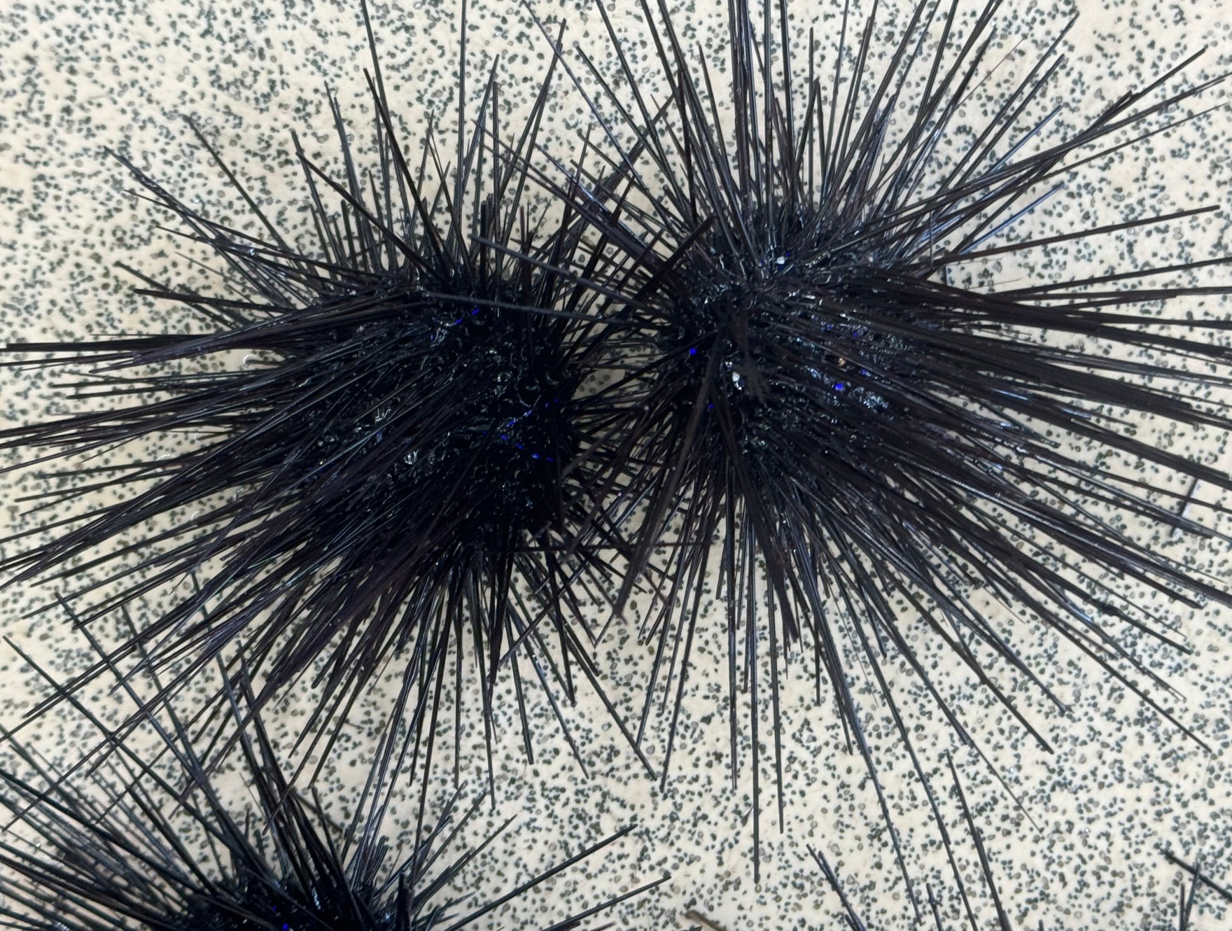 ウニ在庫、白浜店わずか、みなべ店あります。1個210円。石鯛釣りエサ。釣太郎