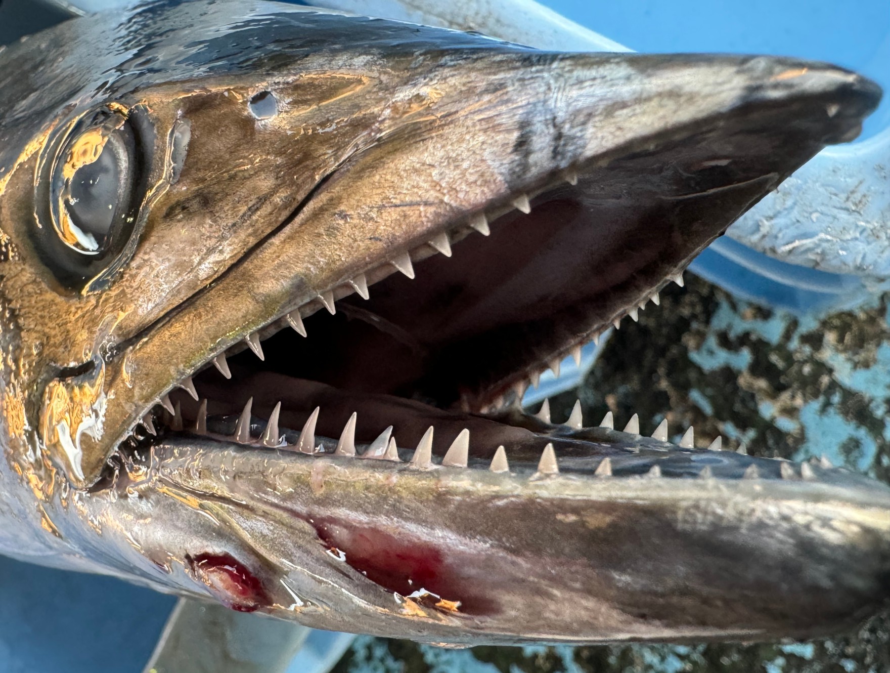 サワラの歯の特徴と危険性。 見た目以上に獰猛な魚。釣太郎